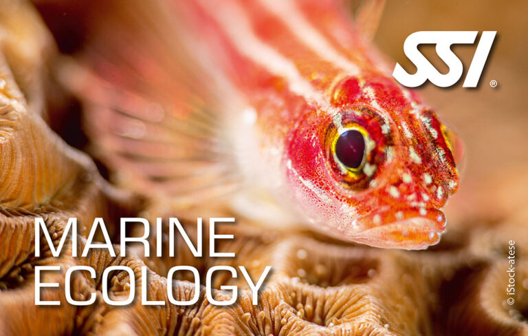 Kurs on-line SSI Ekologia Morza z Biologiem Morza. SSI Marine Ecology. Centrum Nurkowe Scuba Elite.