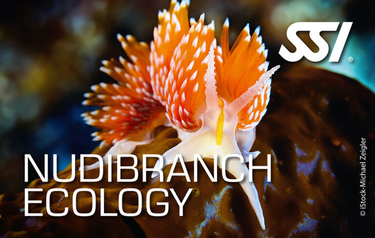 Kurs on-line Ekologia Ślimaków Morskich z Biologiem Morza. SSI Nudibranch Ecology. Centrum Nurkowe Scuba Elite.