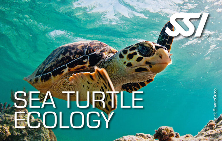 Kurs Ekologia Żółwi Morskich z biologiem morza - SSI Sea Turtle Ecology. Centrum Nurkowe Scuba Elite.