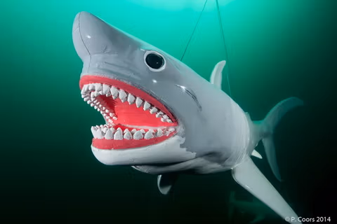 Strona Główna centrum nurkowe